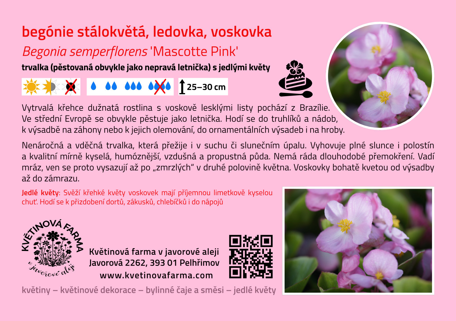 Begonia-semperflorens-Mascotte-Pink-1600