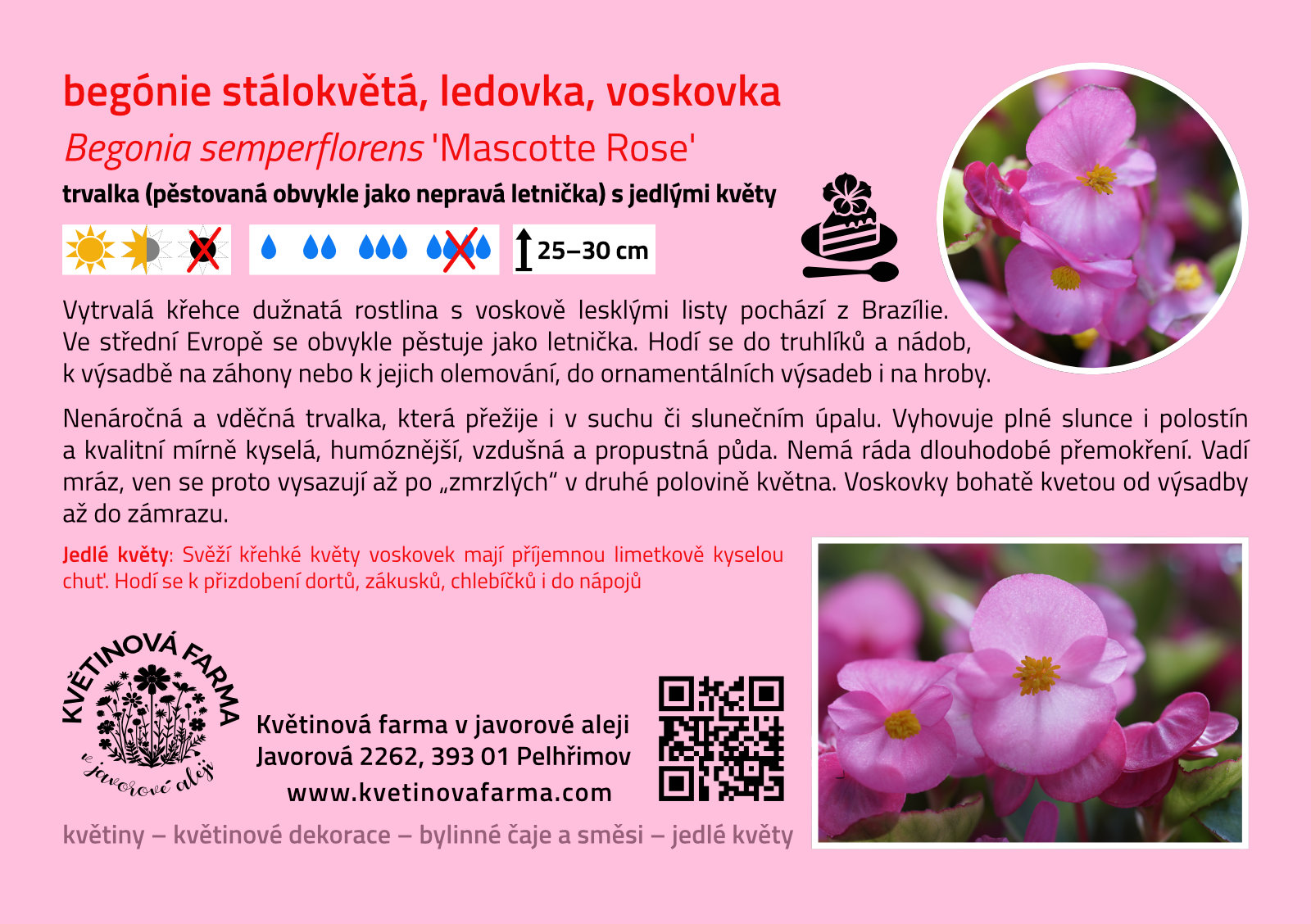 Begonia-semperflorens-Mascotte-Rose-1600