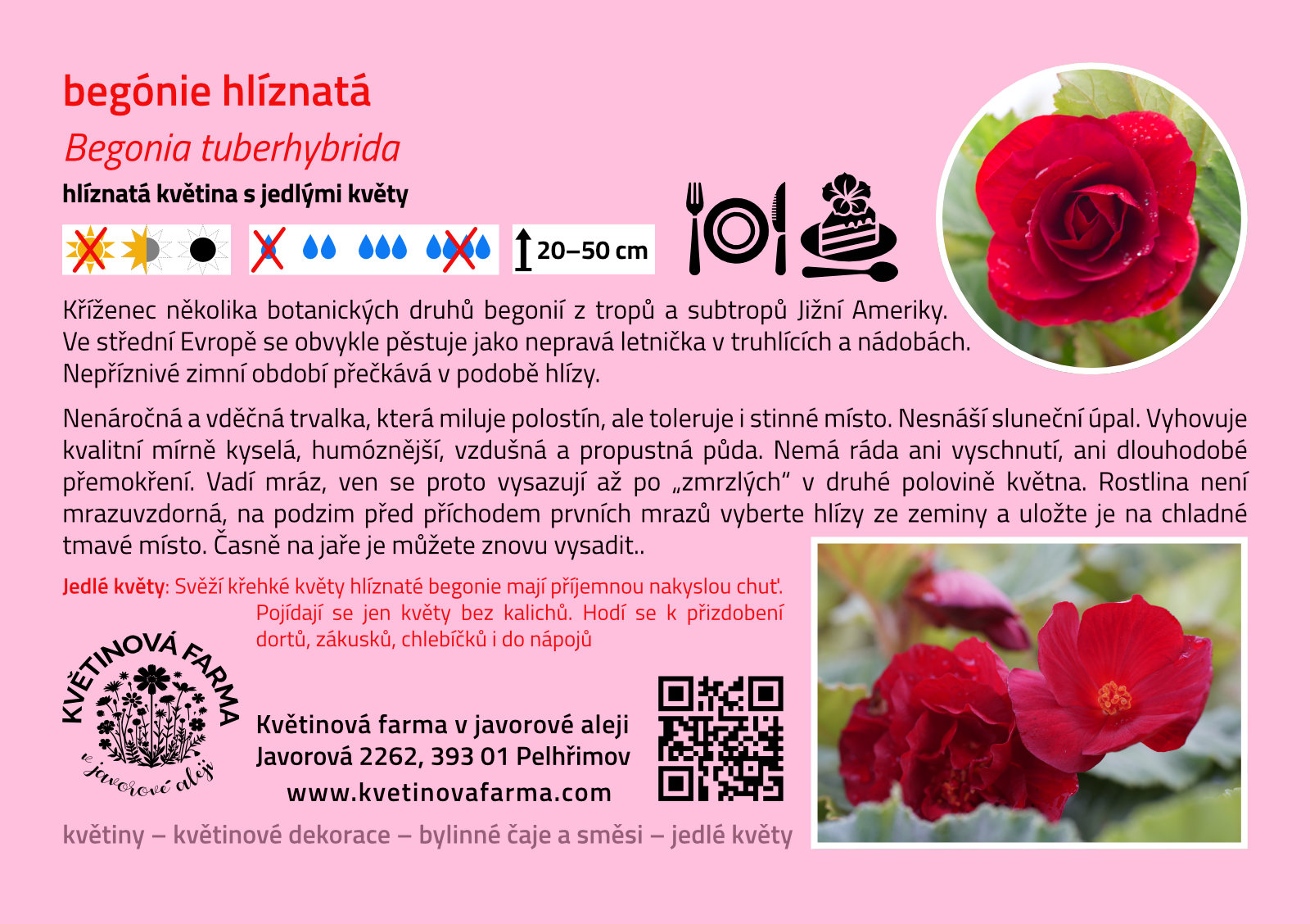 Begonia-tuberhybrida-1600