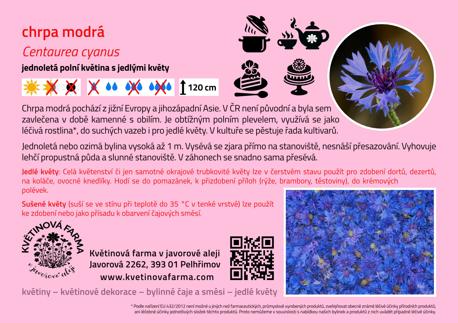 Centaurea-cyanus-1600