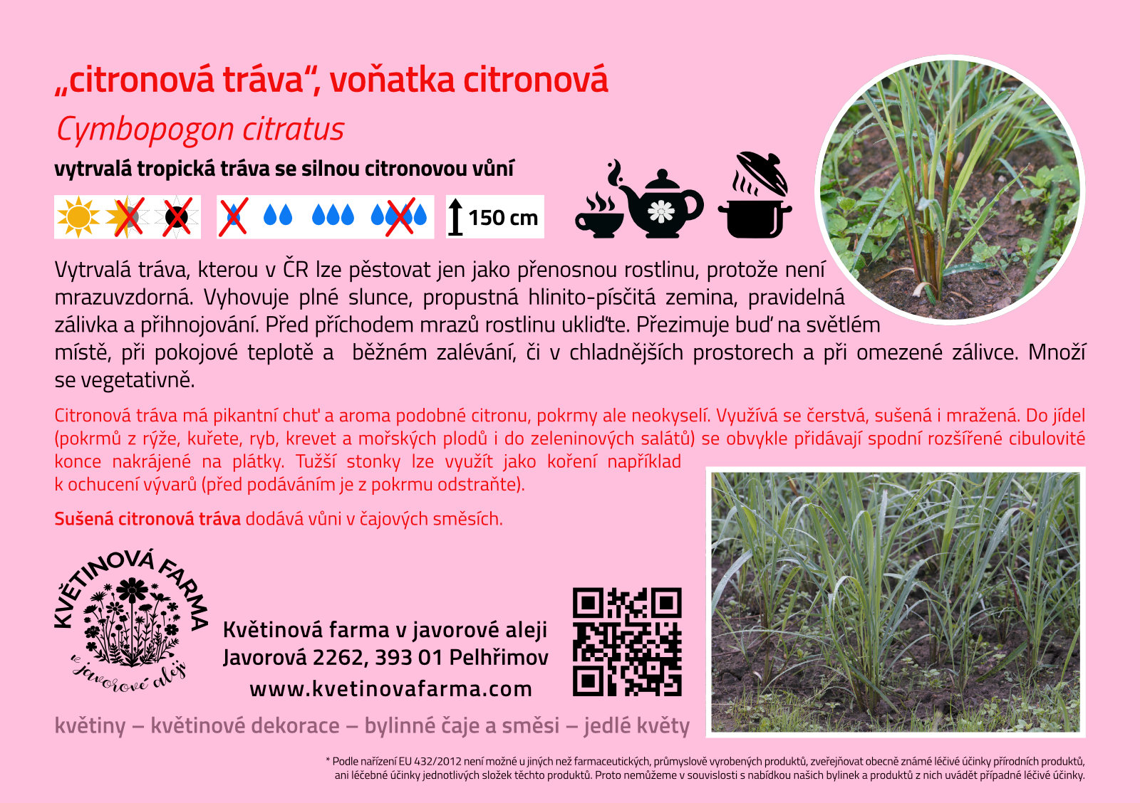 Cymbopogon-citratus-1600