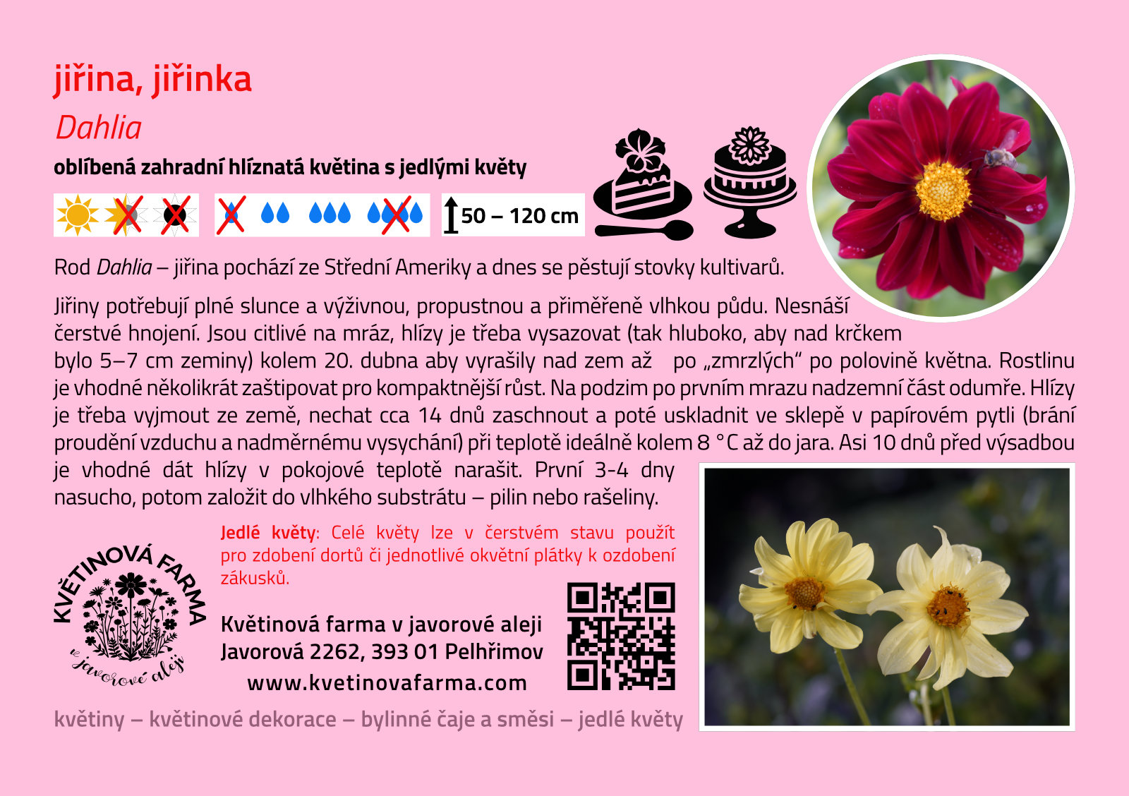 Dahlia-sp-1600