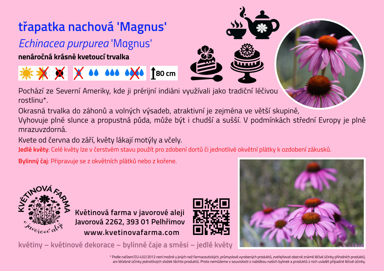 Echinacea-purpurea-Magnus´_1600