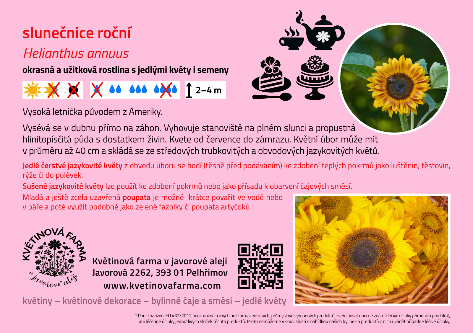 Helianthus-annuus-1600