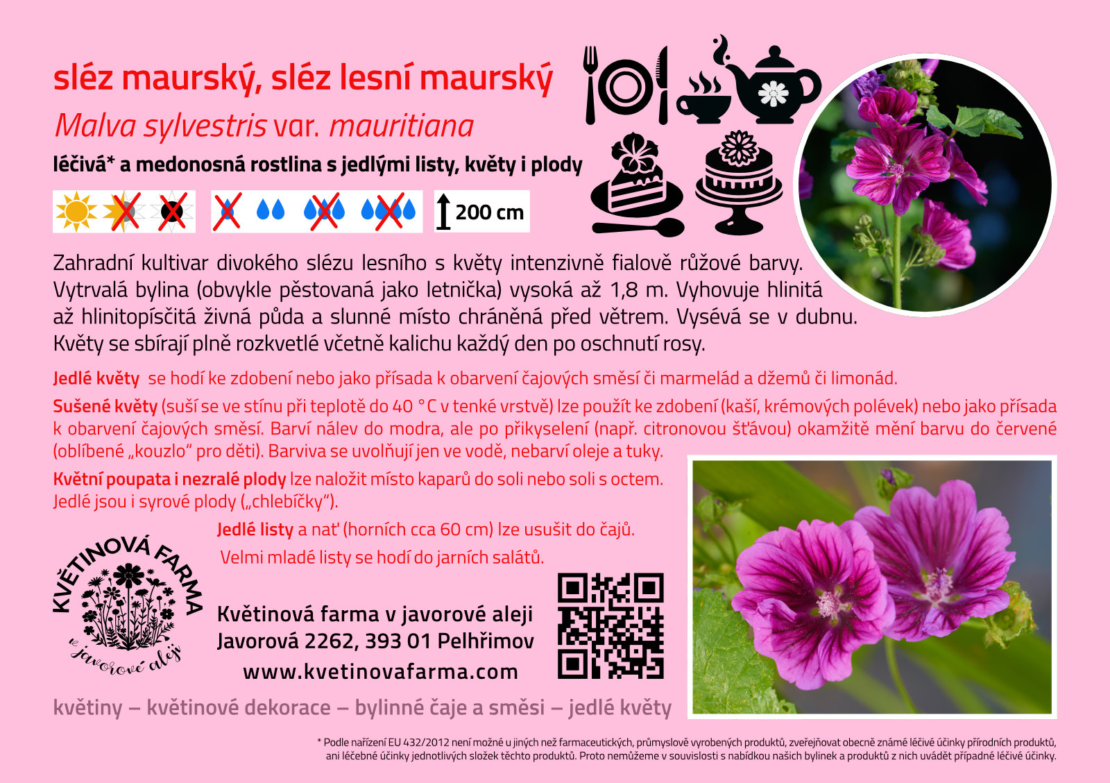 Malva-sylvestris-var-mauritiana-1600