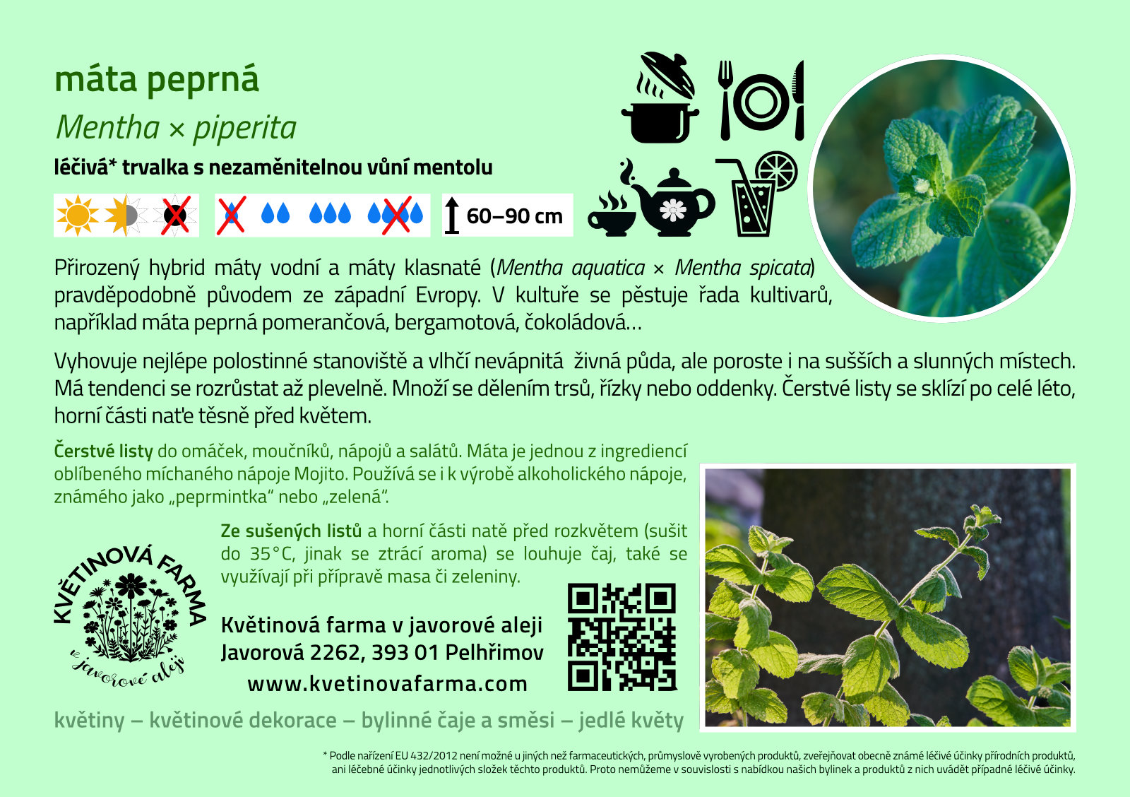 Mentha-x-piperita-1600