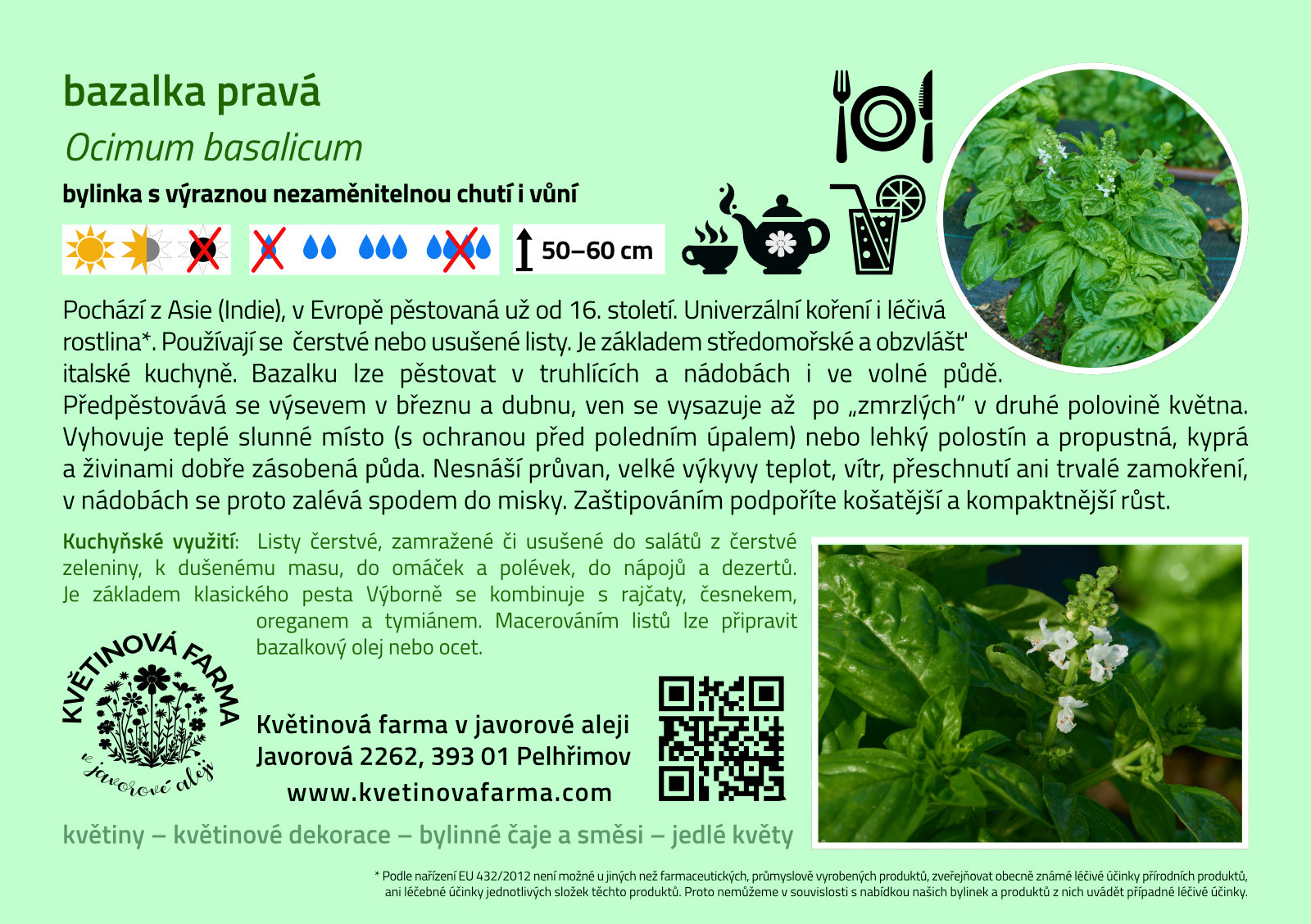 Ocimum-basalicum-1600