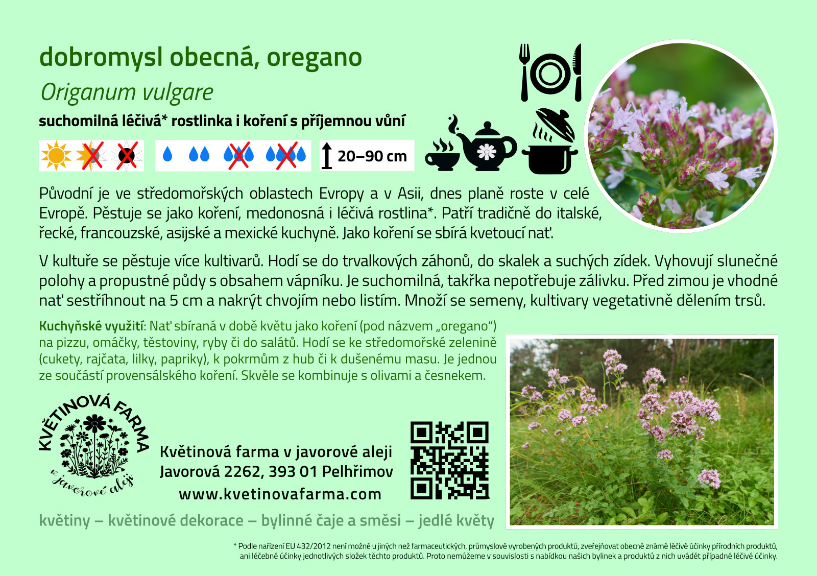 Origanum-vulgare-1600