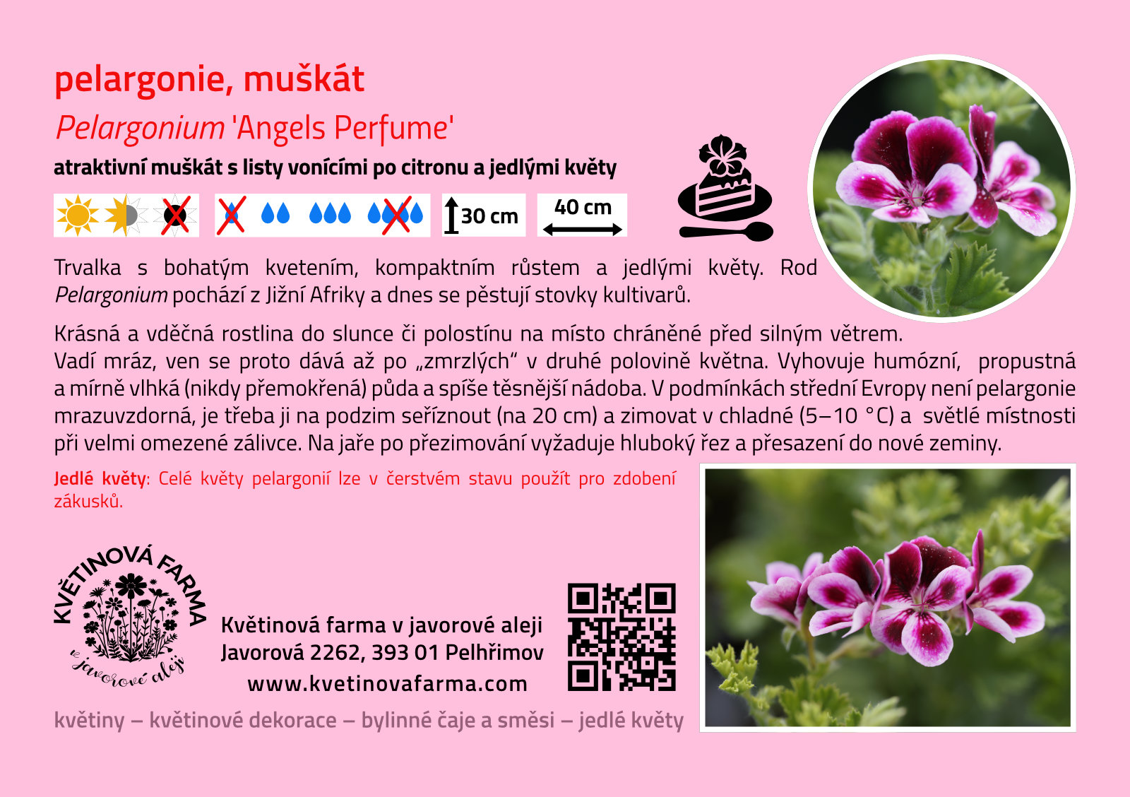 Pelargonium-Angels-Perfume-1600