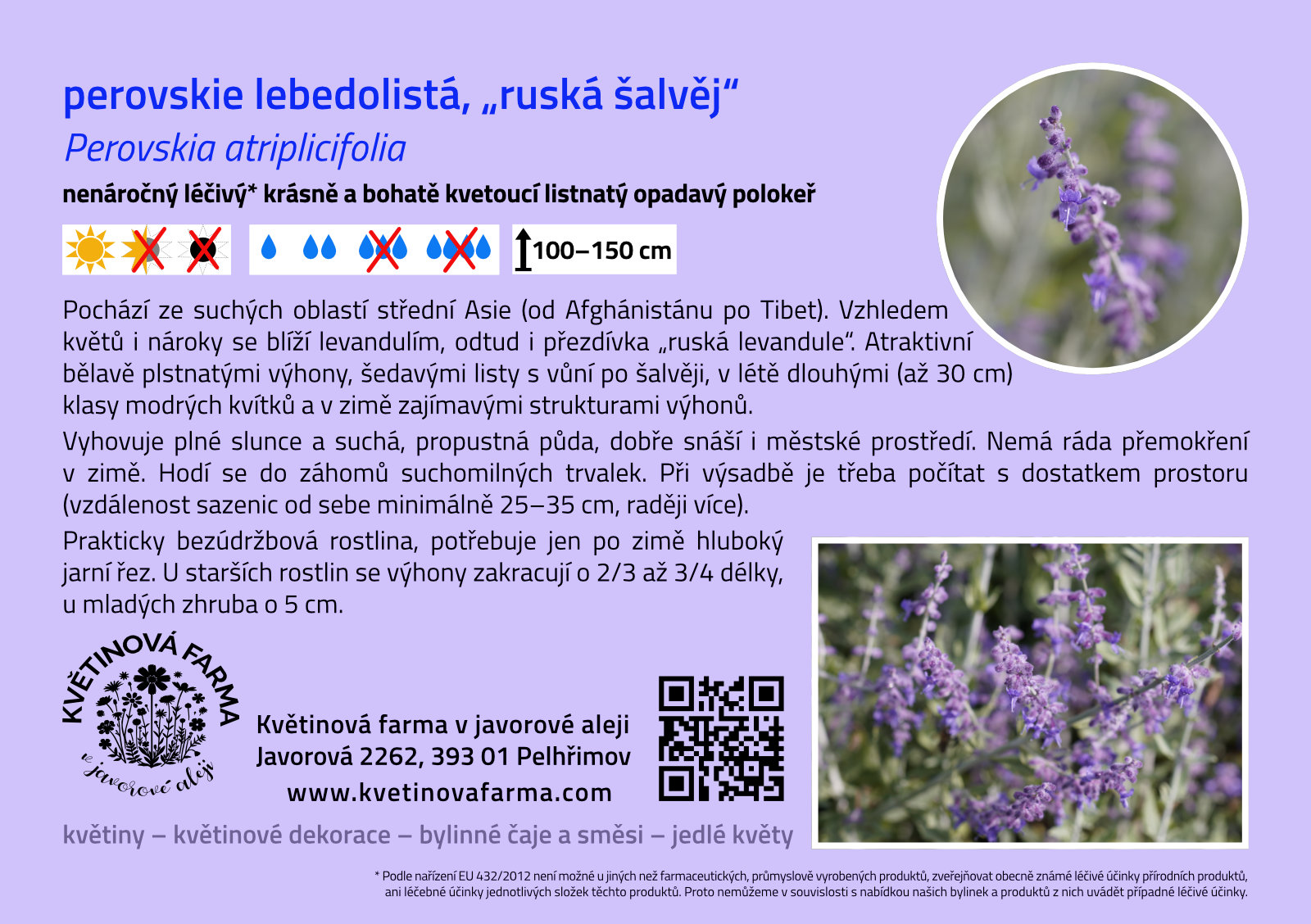 Perovskia-atriplicifolia-1600