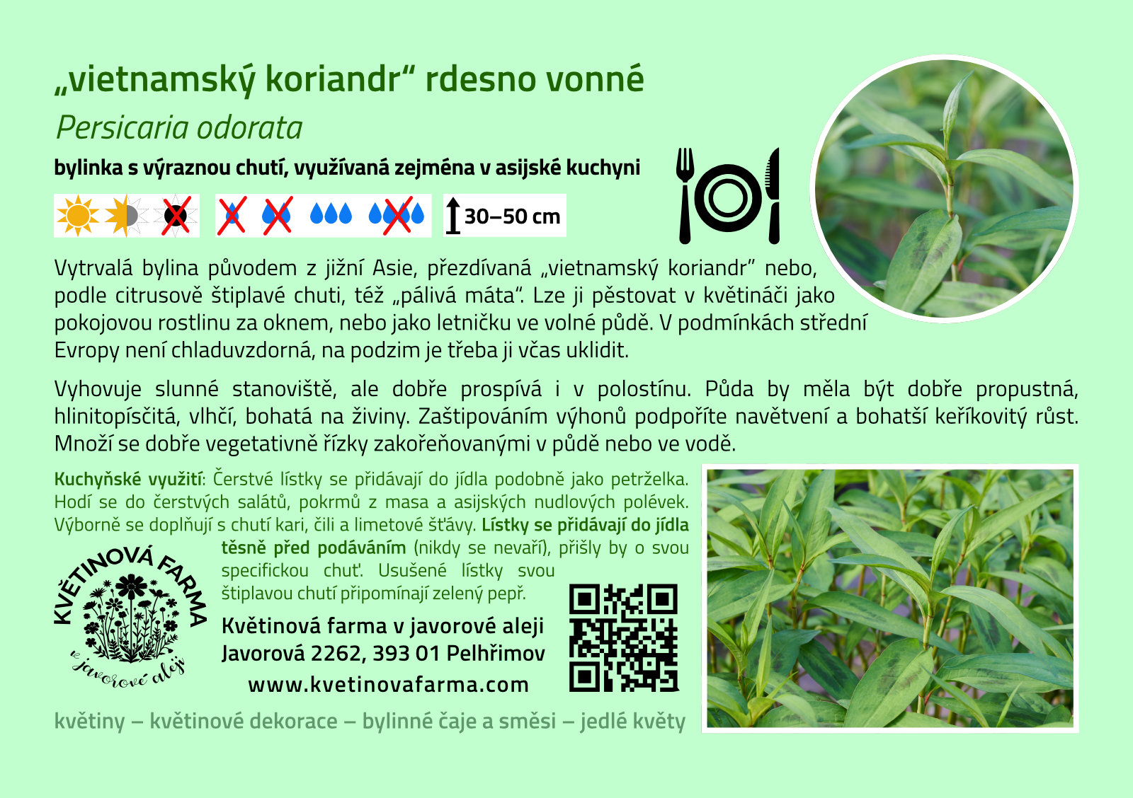 Persicaria-odorata-1600