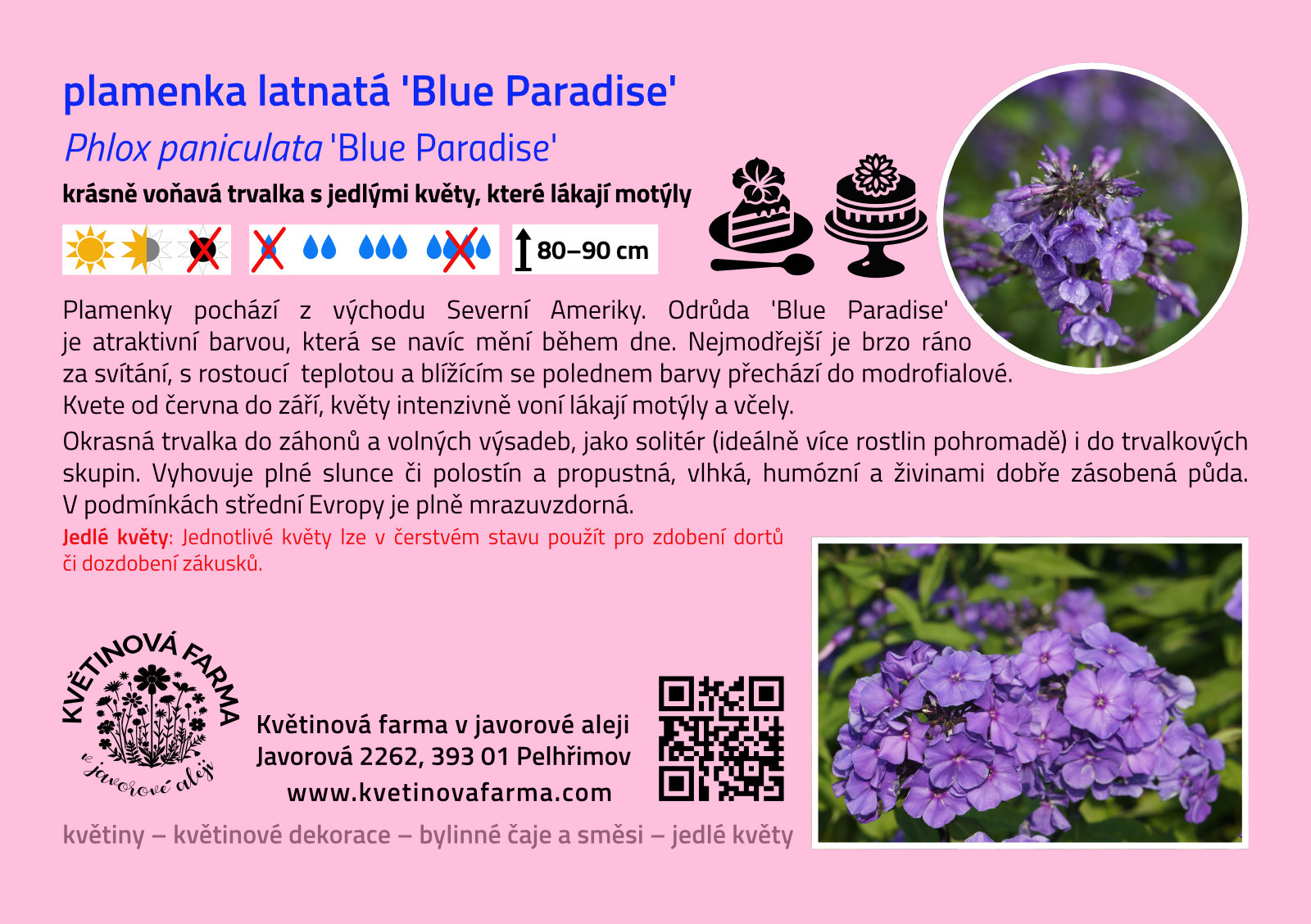Phlox-paniculata-Blue-Paradise-1600