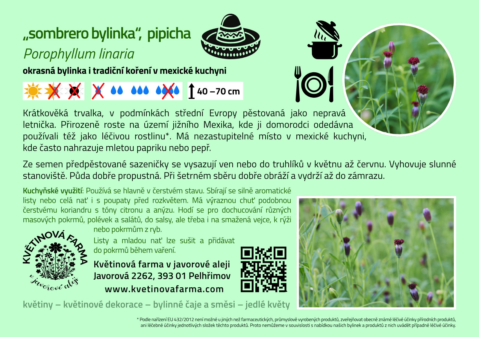 Porophyllum-linaria-1600