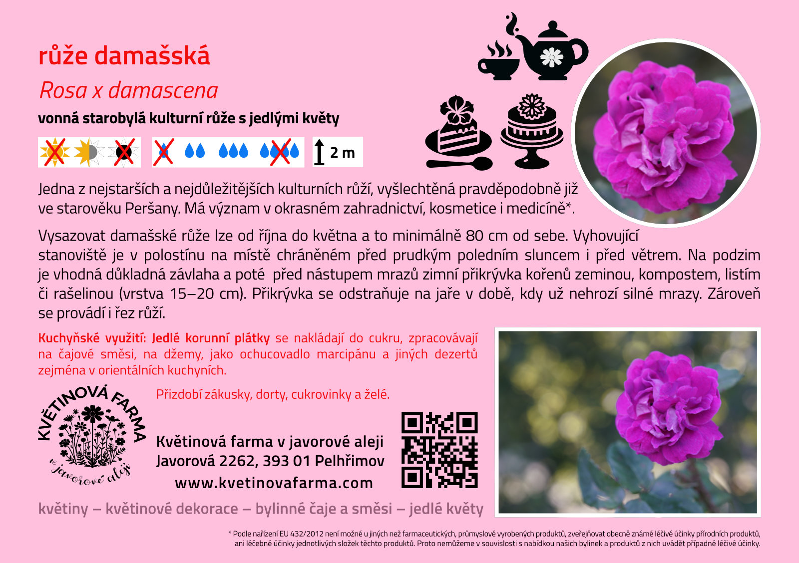 Rosa-x-damascena