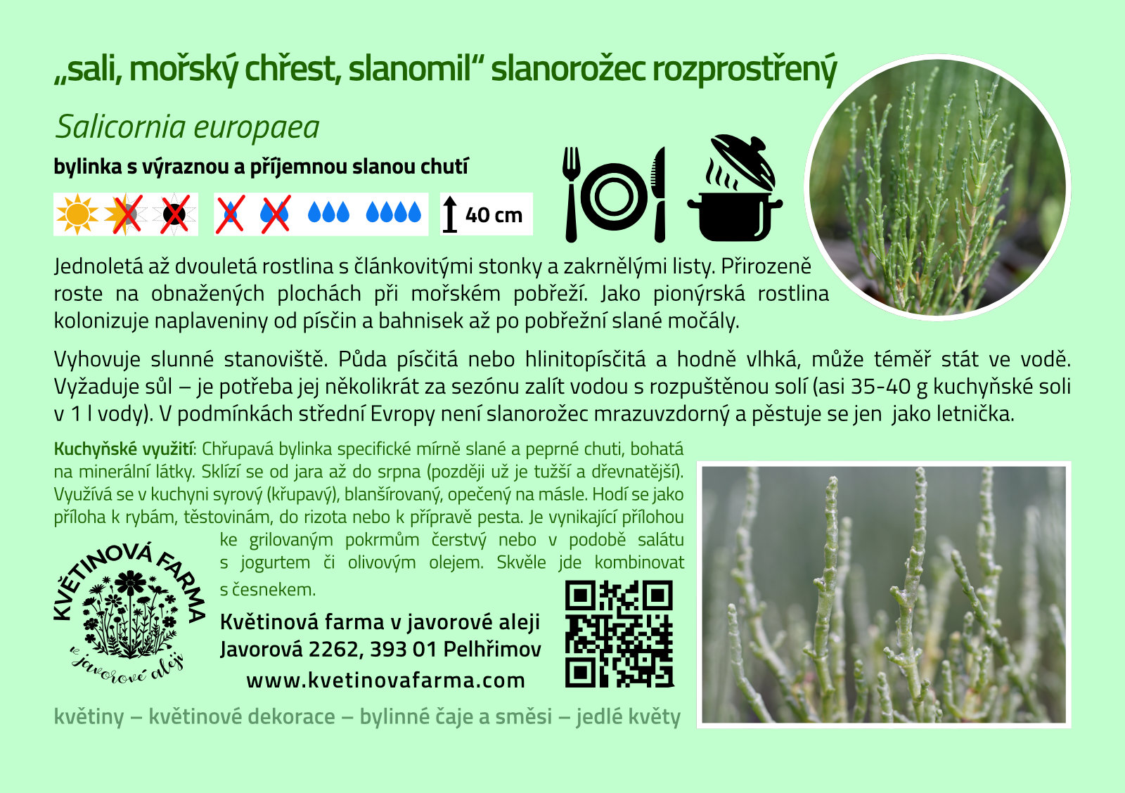 Salicornia-europaea-1600