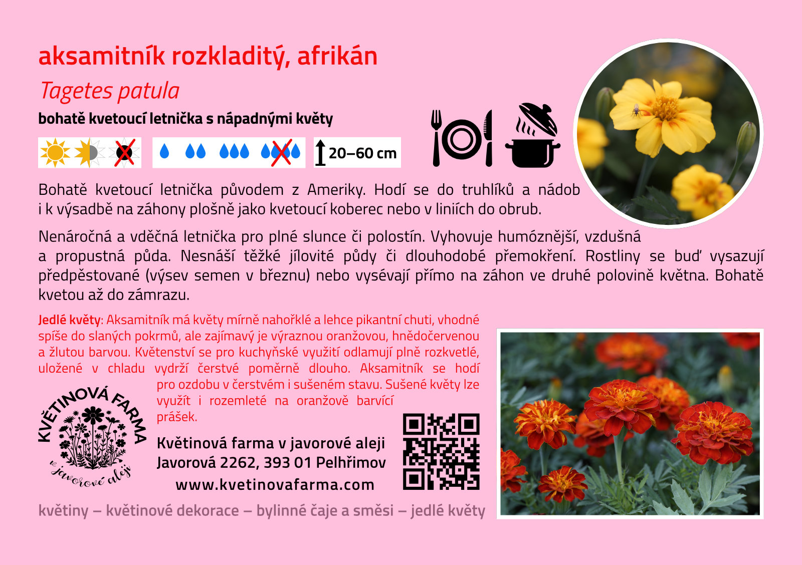 Tagetes-patula-1600