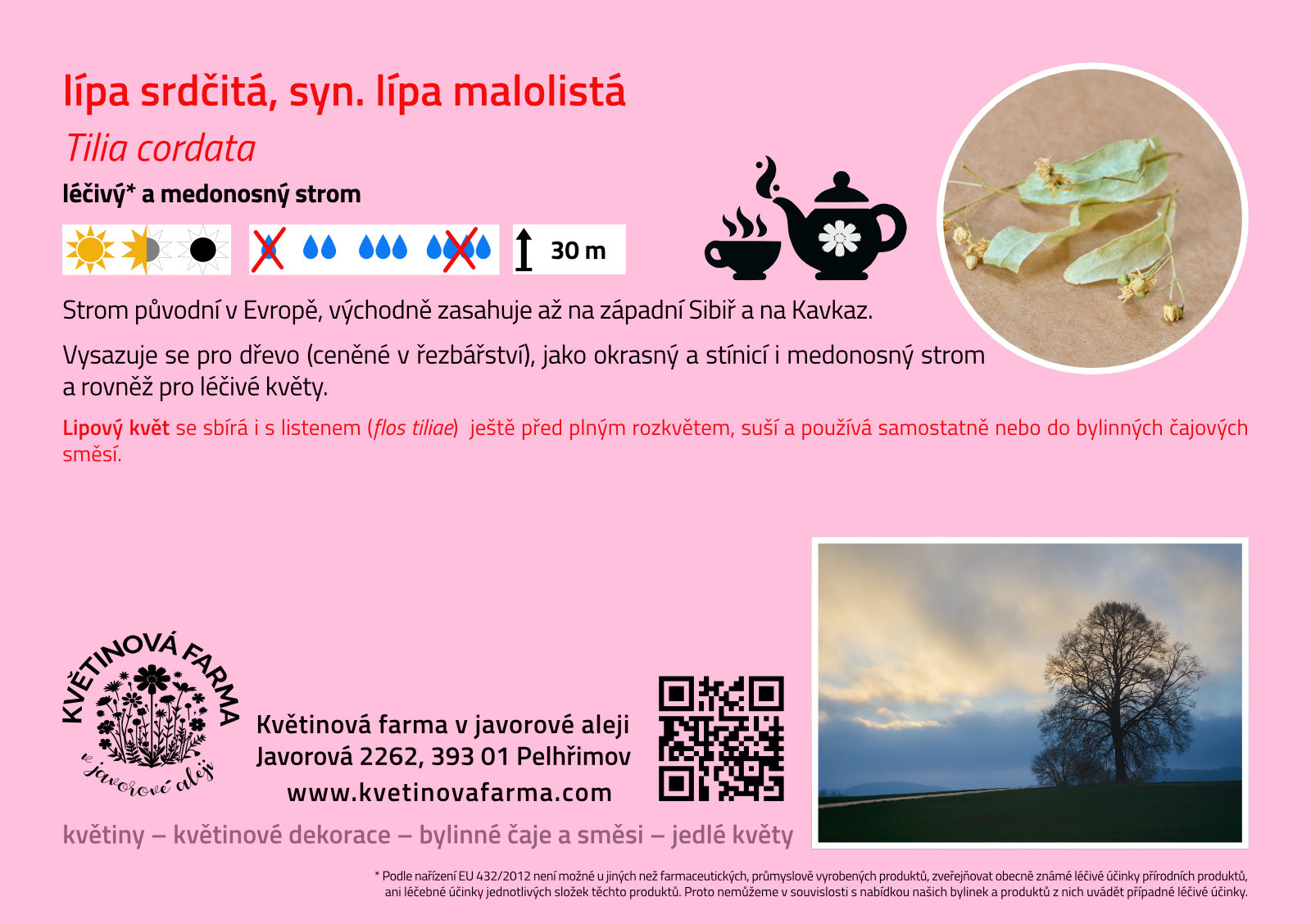 Tilia-cordata-1600