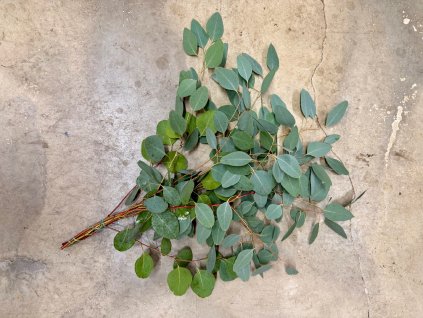 Svazek Eukalyptus polyanthemos