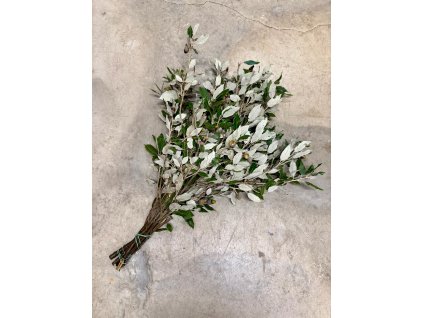 Svazek Dub stálezelený