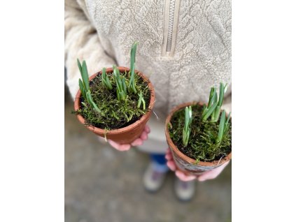 Sněženka v keramickém květináči