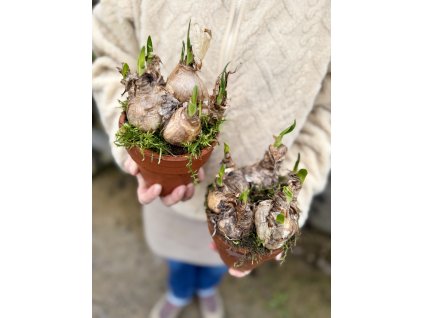 Bledule letní v keramickém květináči