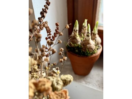 Narcis v keramickém květináči