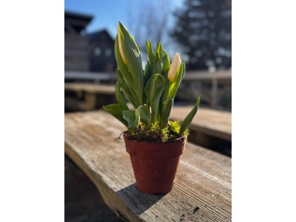 Tulipán v keramickém květináči