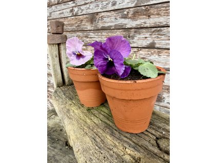 Maceška v keramickém květináči