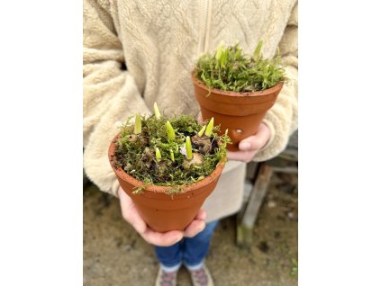 Ladoňka v keramickém květináči