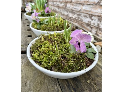 Malá bílá miska s jarními cibulkami