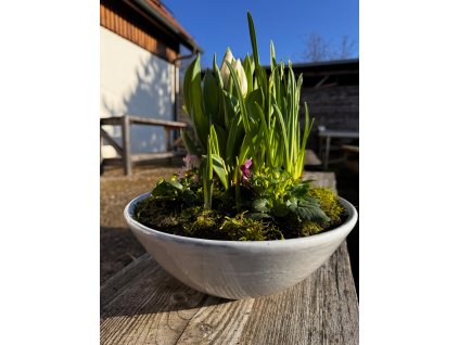 Velká bílá miska s jarními cibulkami