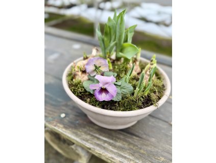 Keramická miska s jarními cibulkami