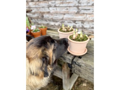 Narcisy ve velkém květináči