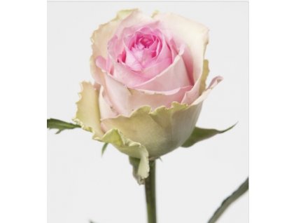 Růže Brigitte Bardot