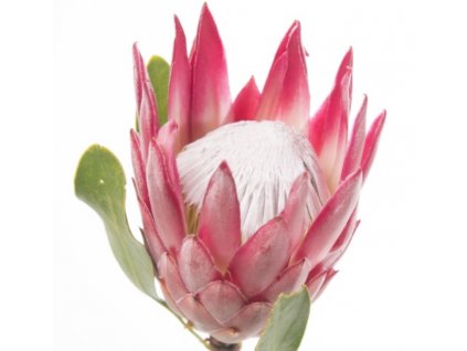 Protea Madiba