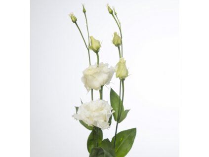 Eustoma Piccolo White