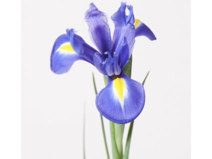 Iris Blue Magic