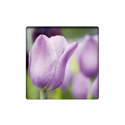 prani fialove tulipan 7x7
