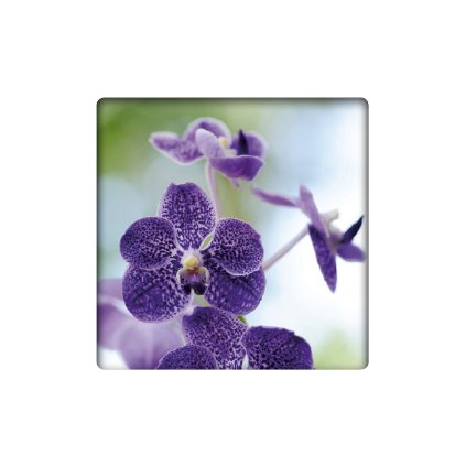 prani fialove orchid 7x7