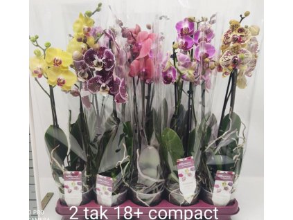Phalenopsis orchidea 2Tak mix web