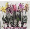 Phalenopsis orchidea 2Tak mix web