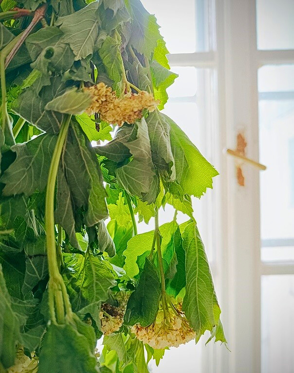 Příběh sušených květin z naší dílny