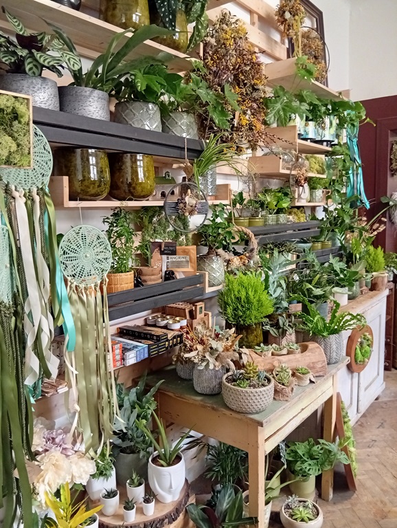 mimosa_kvetiny_blansko_1