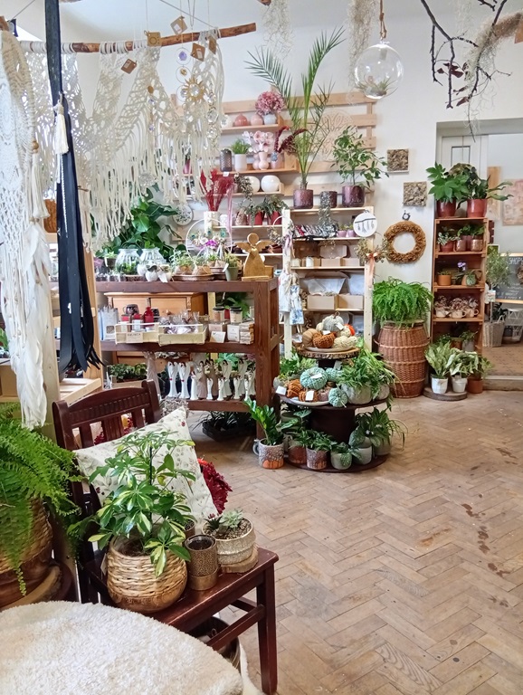 mimosa_kvetiny_blansko_2