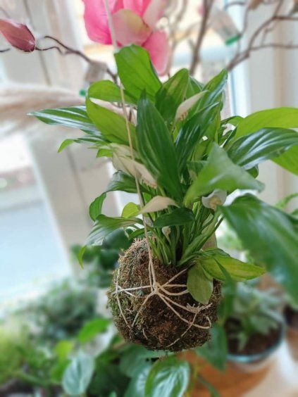 workshop kokedama blansko