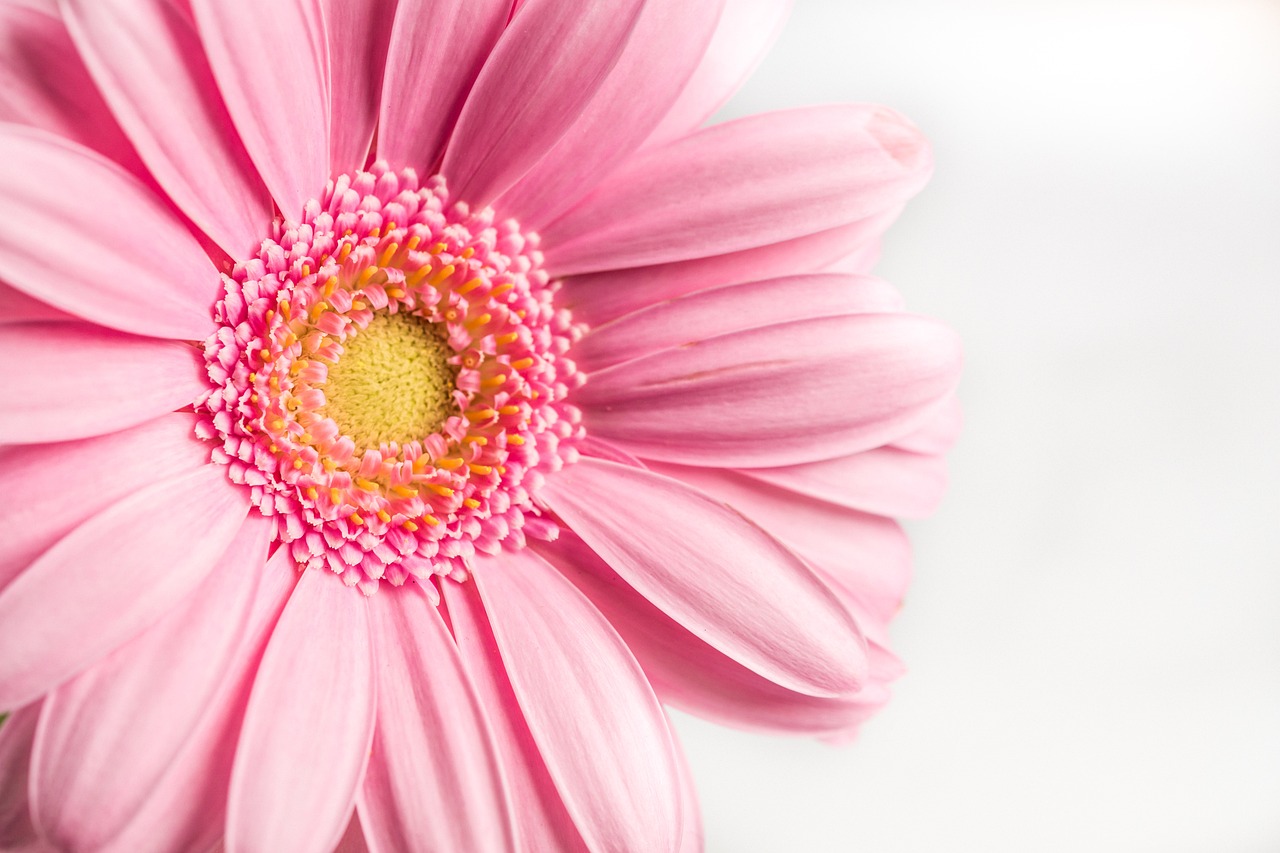 flower-4217867_1280