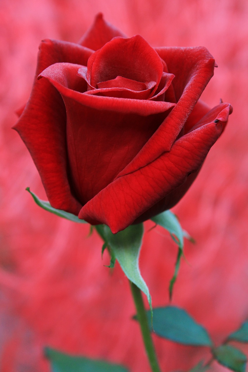red-rose-4482541_1280