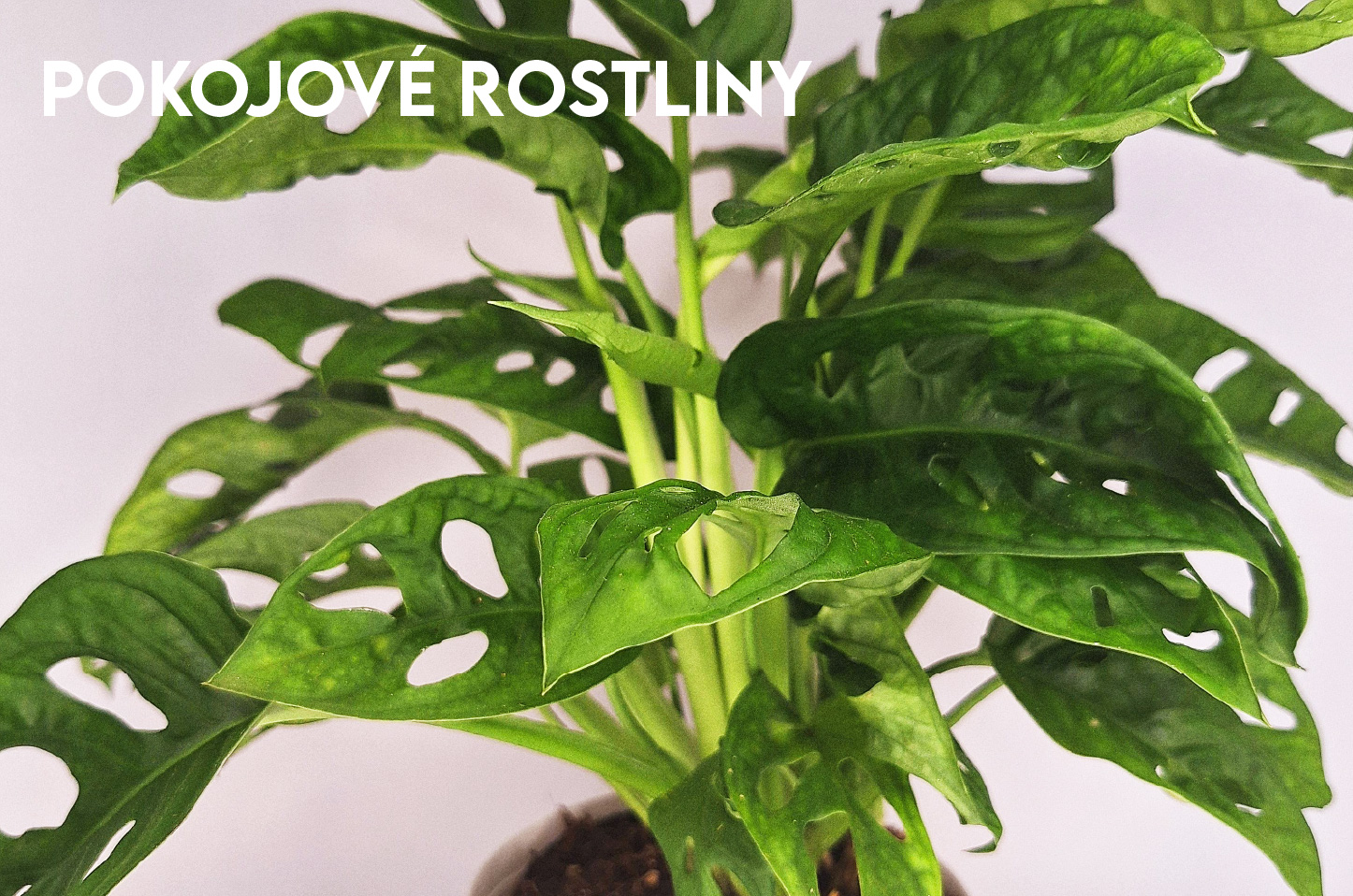 Pokojové rostliny