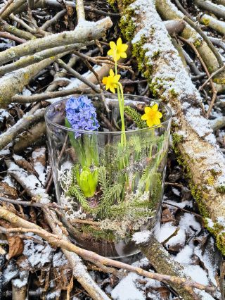 Jaro 💛 I mezi větvemi a sněhem. 🌿 #kvetinynedaleko #jarniatmosfera #kvetinovadekorace #jarovestekle #kvetinybrno