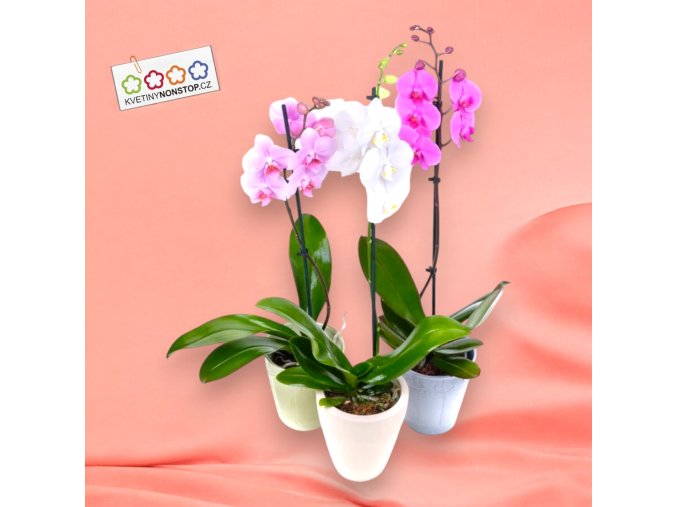 Orchidei Photoroom